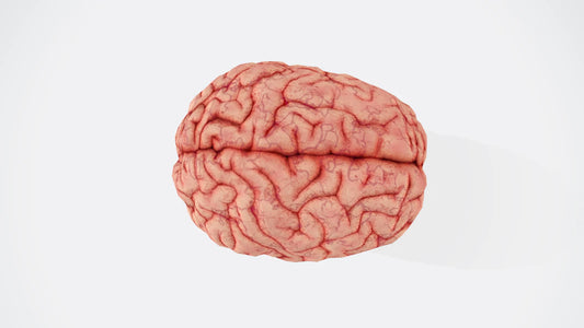 Unlocking Wellness The Gut-Brain Connection Explained