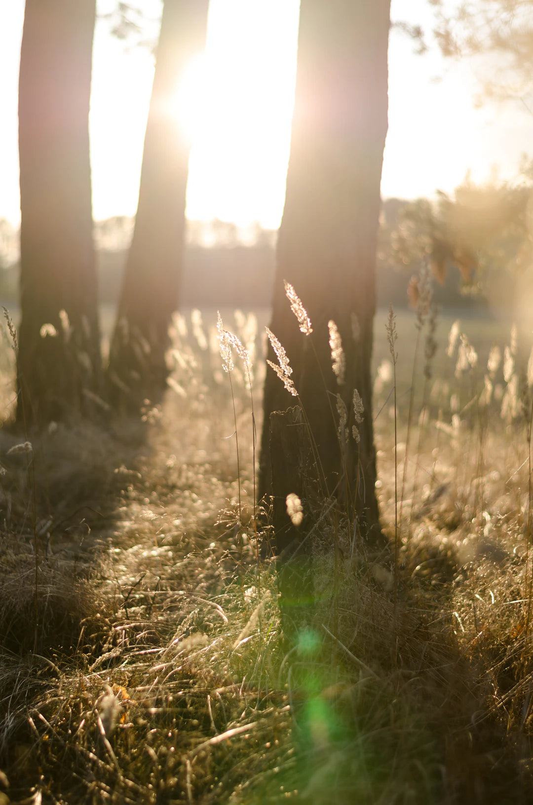 The Transformative Power of Nature on Mental Health