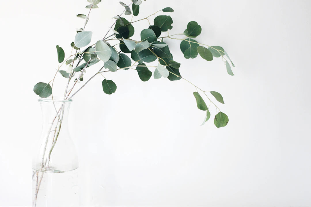 Enhance Your Home with a Wellness-Focused Environment