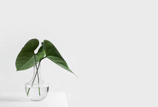 The Transformative Effects of Nature on Mental Well-Being