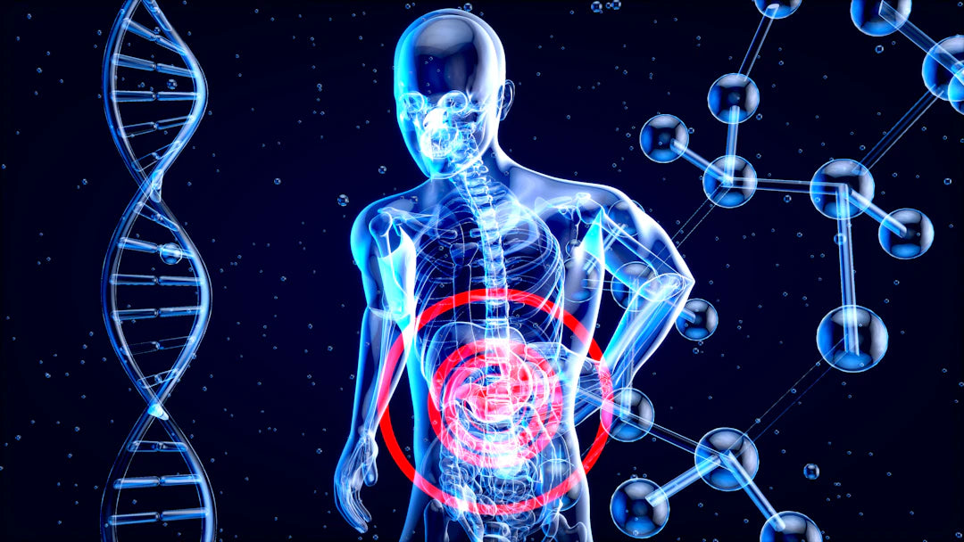 Unlocking Immunity The Gut Health Connection