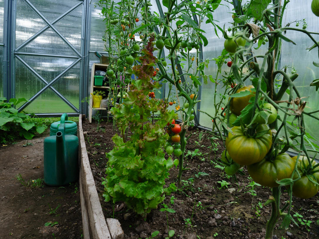 Sustainable Living Health Benefits of Going Green