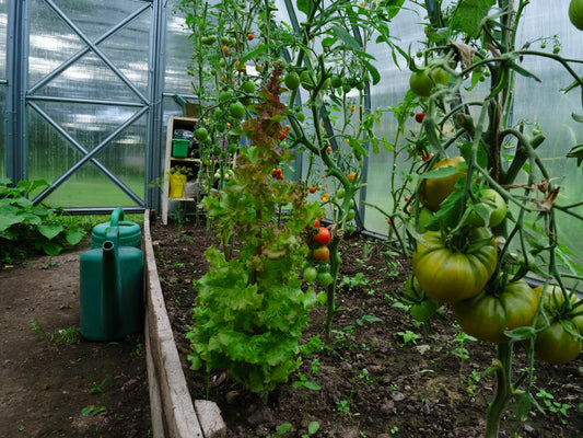 Sustainable Living Health Benefits of Going Green