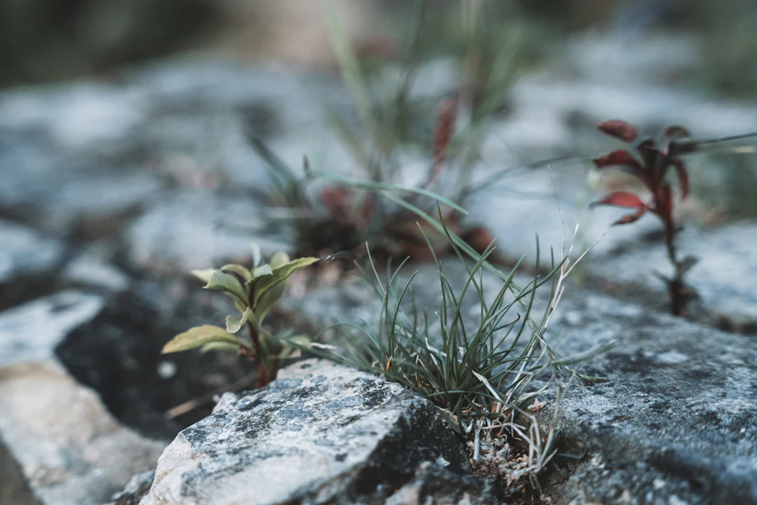 Strength in Adversity Build Resilience Today