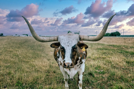 Heartfelt Texas-Inspired Gifts for Health-Conscious Moms