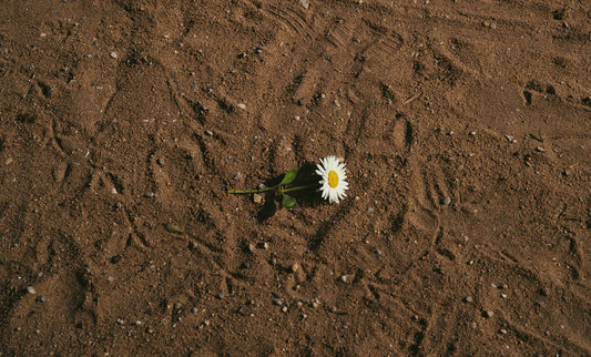 Cultivating Resilience Thriving Through Tough Times