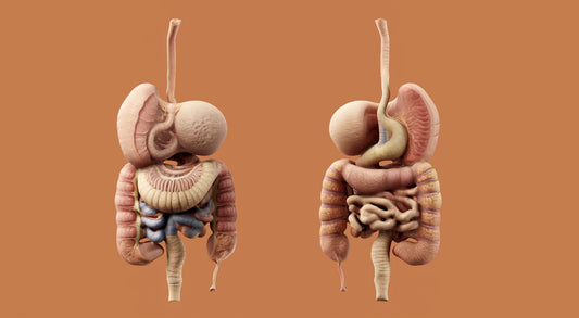 The Impact of Gut Health on Your Wellbeing