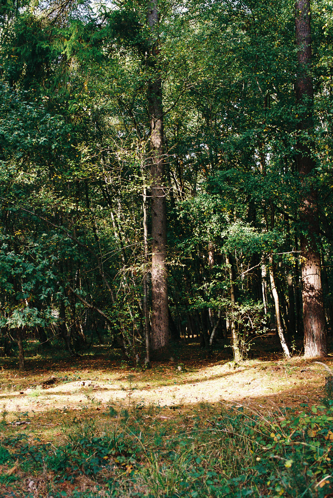 The Healing Power of Nature for Mental Wellness